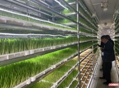 阿里地区新型模块化水培牧草工厂在日土县种植试验成功
